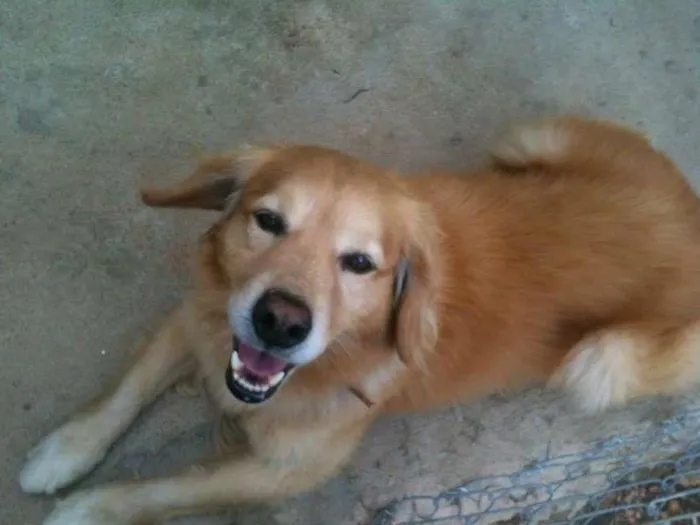Cachorro ra a SRD idade 3 anos nome LUPY