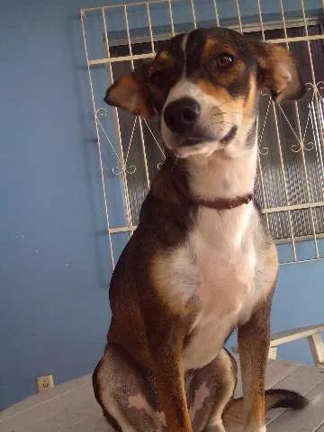 Cachorro raça SRD idade 7 a 11 meses nome FABIANA