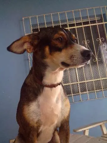 Cachorro raça SRD idade 7 a 11 meses nome FABIANA