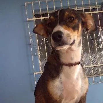 Cachorro raça SRD idade 7 a 11 meses nome FABIANA