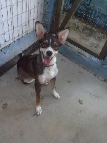 Cachorro raça SRD idade 7 a 11 meses nome FABIANA