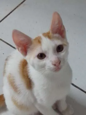 Gato raça SRD idade 2 a 6 meses nome LENON