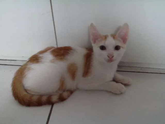 Gato raça SRD idade 2 a 6 meses nome LENON