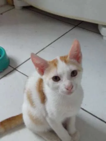 Gato raça SRD idade 2 a 6 meses nome LENON