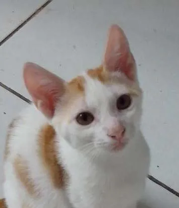 Gato raça SRD idade 2 a 6 meses nome LENON