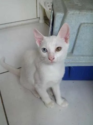Gato raça SRD idade 2 a 6 meses nome LILA