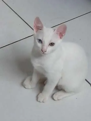 Gato raça SRD idade 2 a 6 meses nome LILA