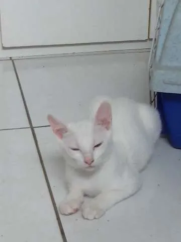 Gato raça SRD idade 2 a 6 meses nome LILA