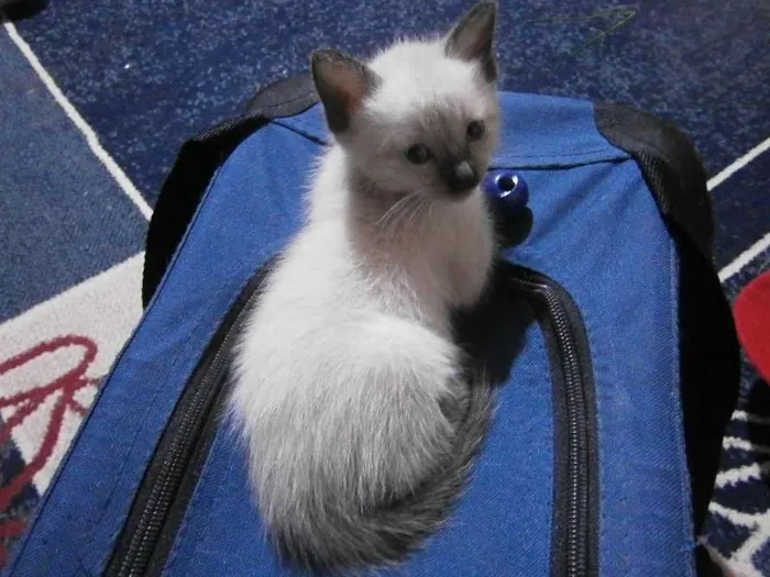 Gato ra a  idade 2 a 6 meses nome Faisca
