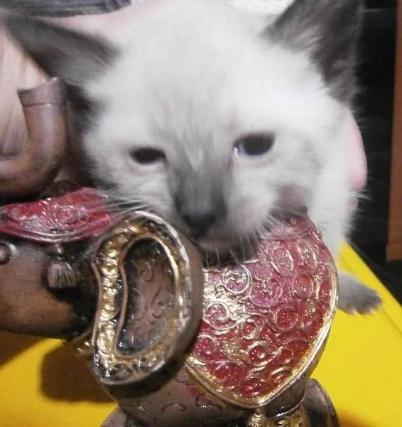 Gato ra a  idade 2 a 6 meses nome Faisca