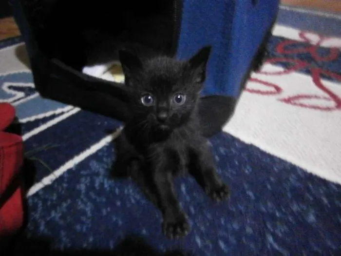 Gato ra a  idade 2 a 6 meses nome Faisca