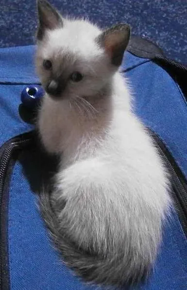 Gato ra a  idade 2 a 6 meses nome Faisca