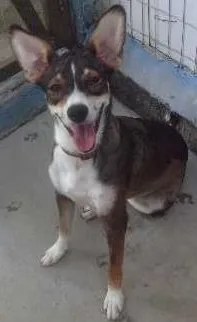 Cachorro raça SRD idade 7 a 11 meses nome FABIANA