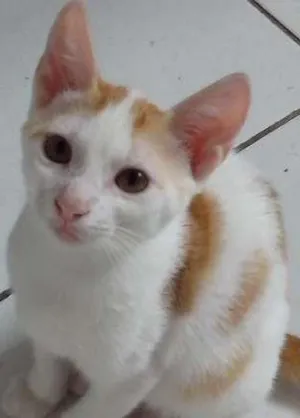 Gato raça SRD idade 2 a 6 meses nome LENON