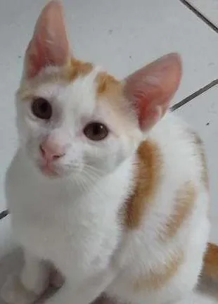 Gato raça SRD idade 2 a 6 meses nome LENON