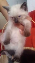Lindos Gatinhos