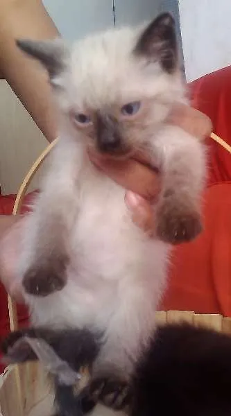 Gato ra a Dv idade  nome Lindos Gatinhos