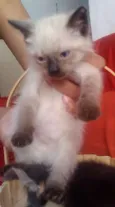 Lindos Gatinhos