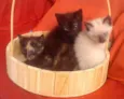 Lindos Gatinhos