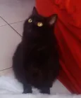 Lindos Gatinhos