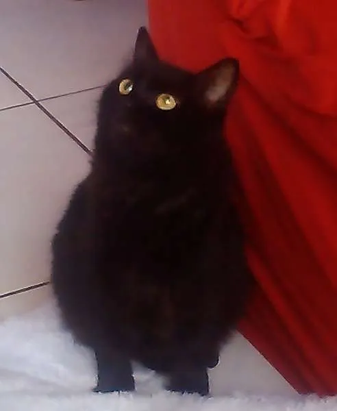 Gato ra a Dv idade  nome Lindos Gatinhos