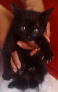 Lindos Gatinhos