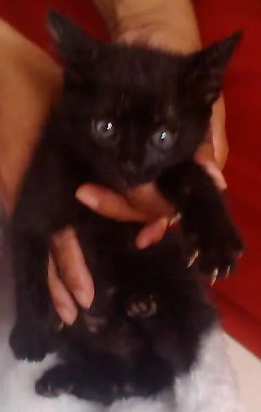 Gato ra a Dv idade  nome Lindos Gatinhos