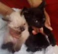 Lindos Gatinhos