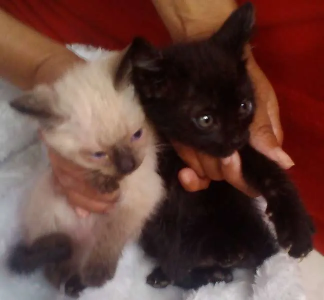 Gato ra a Dv idade  nome Lindos Gatinhos