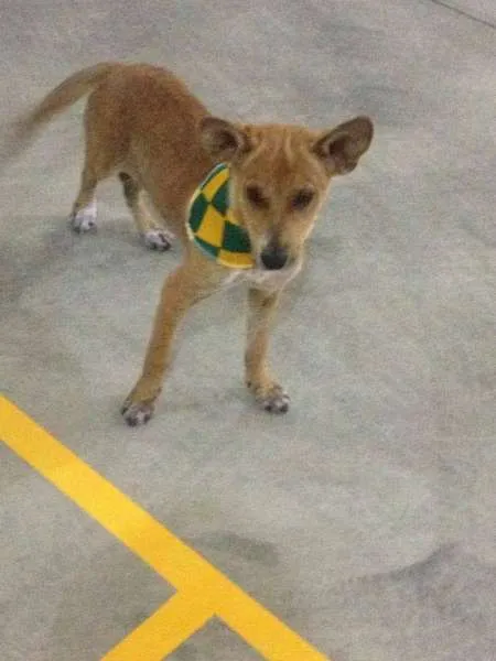 Cachorro raça SRD idade 2 a 6 meses nome Luz