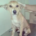 Luz