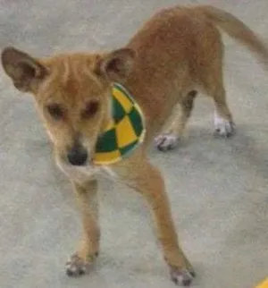 Cachorro raça SRD idade 2 a 6 meses nome Luz