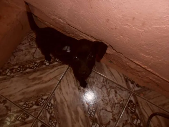 Cachorro ra a VIRA LATA idade 2 a 6 meses nome PEPE E NENEM