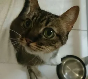 Gato raça SRD idade 5 anos nome Nina