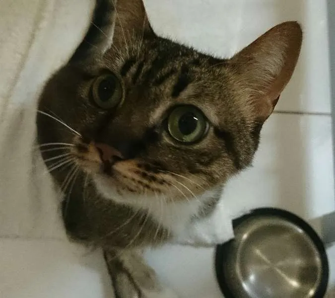 Gato ra a SRD idade 5 anos nome Nina