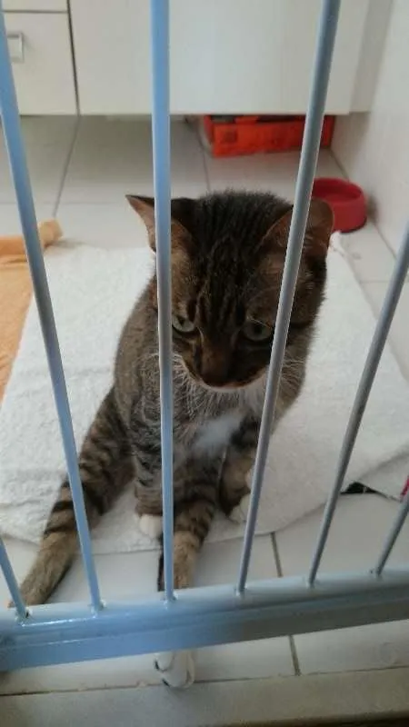 Gato ra a SRD idade 5 anos nome Nina
