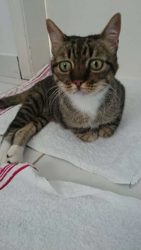 Gato ra a SRD idade 5 anos nome Nina