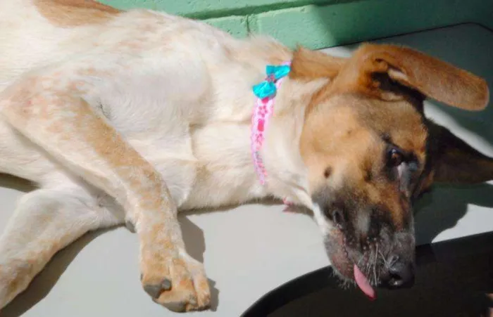 Cachorro ra a SRD idade 5 anos nome VIDINHA - muito lin