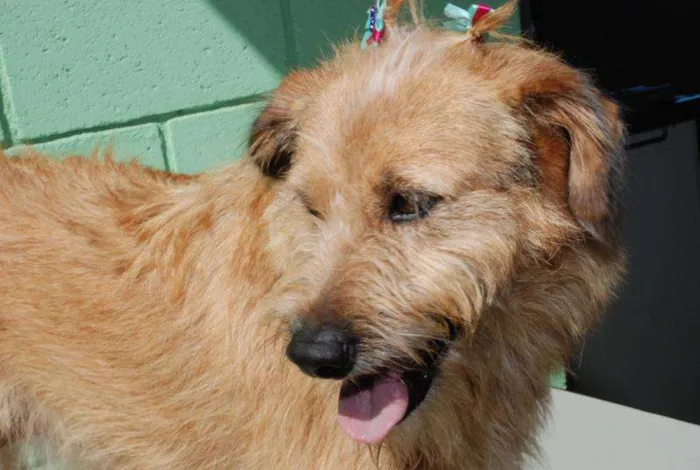 Cachorro ra a SRD idade 2 anos nome FLORA - Uma graça d