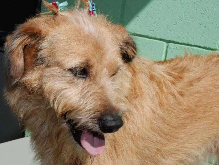 Cachorro ra a SRD idade 2 anos nome FLORA - Uma graça d