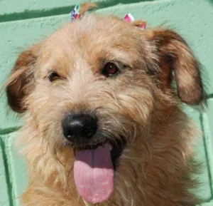Cachorro raça SRD idade 2 anos nome FLORA - Uma graça d