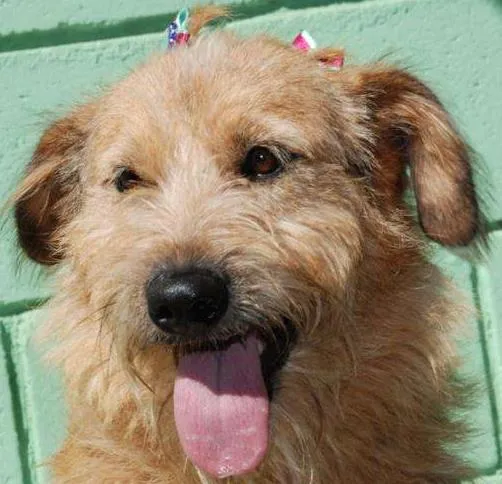 Cachorro ra a SRD idade 2 anos nome FLORA - Uma graça d