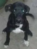 Cachorro raça sem raça  idade 2 a 6 meses nome Juca
