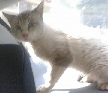 Gato ra a SRD idade 2 a 6 meses nome DONO ou Lar Temporário
