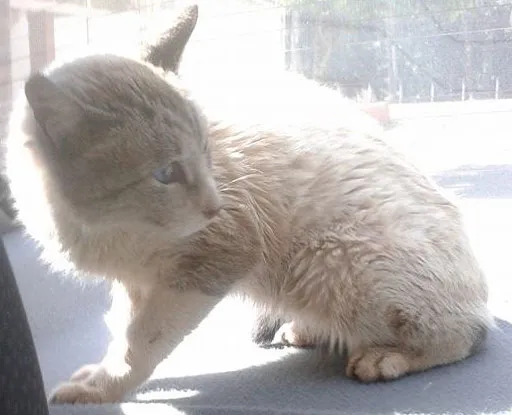 Gato ra a SRD idade 2 a 6 meses nome DONO ou Lar Temporário