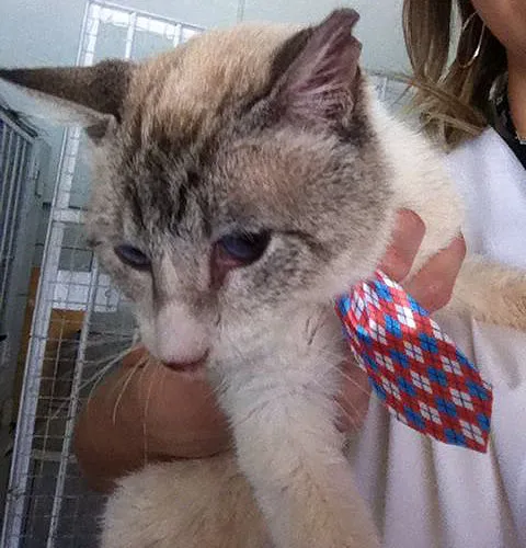 Gato ra a SRD idade 2 a 6 meses nome DONO ou Lar Temporário