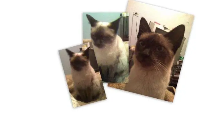 Gato ra a Siamês idade 2 a 6 meses nome KLAUS