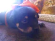 Rebeca