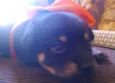 Rebeca