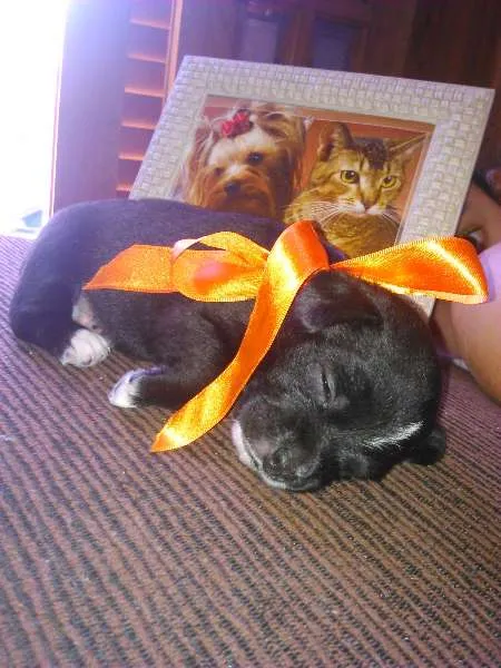 Cachorro ra a mix idade  nome Ryana